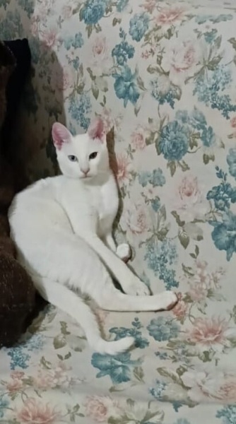 Van Kedisi, Kedi  Rıfkı fotoğrafı