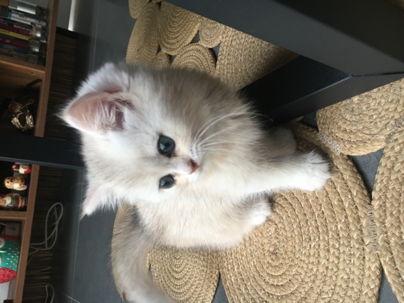 British Shorthair, Kedi  Bella fotoğrafı