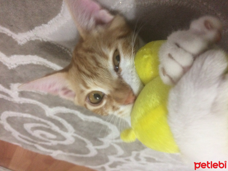 Tekir Kedi, Kedi  Loki fotoğrafı
