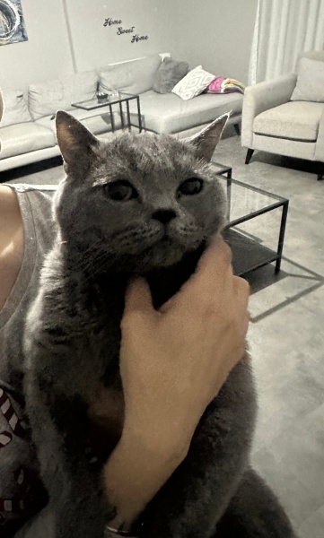 British Shorthair, Kedi  Duman fotoğrafı