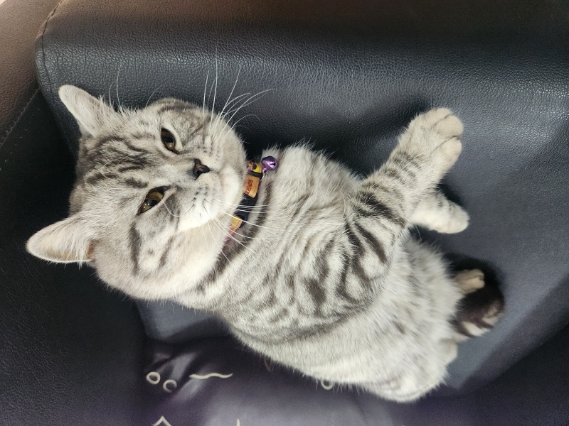British Shorthair, Kedi  Pars fotoğrafı