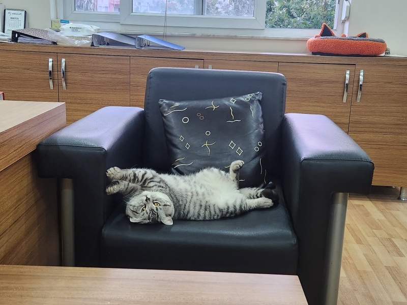 British Shorthair, Kedi  Pars fotoğrafı