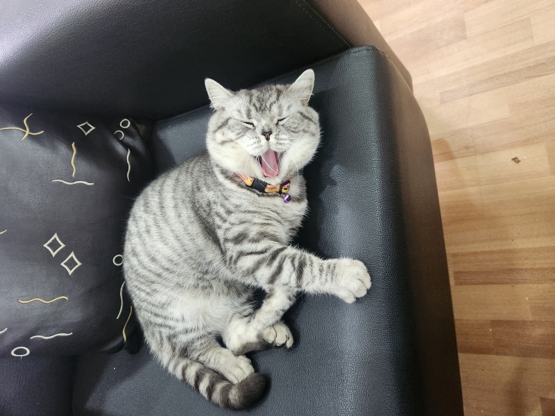 British Shorthair, Kedi  Pars fotoğrafı