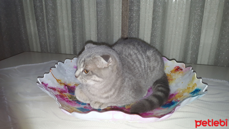 Scottish Fold, Kedi  Paşa fotoğrafı