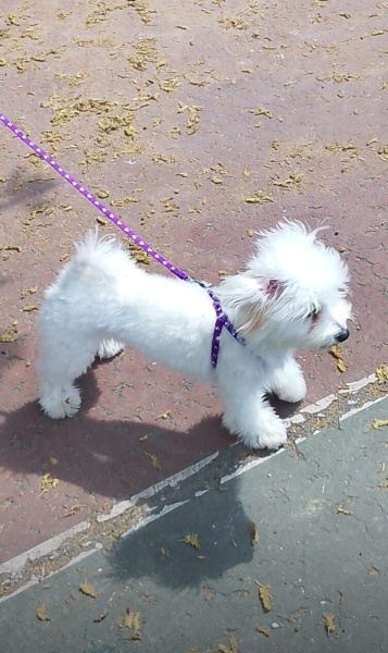 Maltese, Köpek  Barbi fotoğrafı