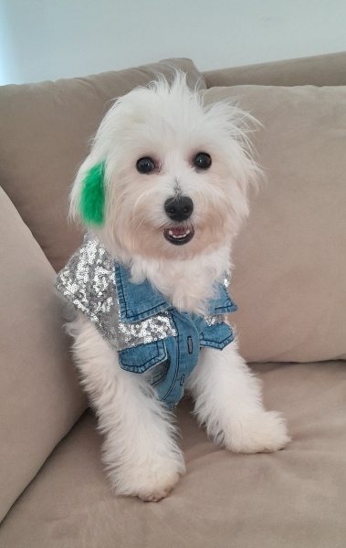Maltese, Köpek  Barbi fotoğrafı