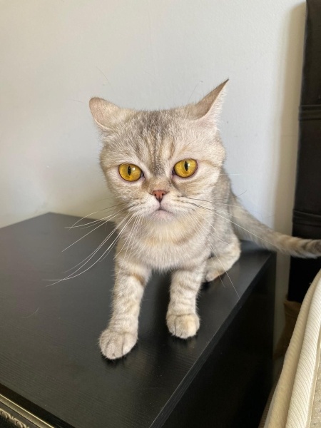 British Shorthair, Kedi  Badem fotoğrafı