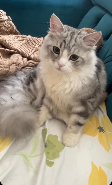 British Longhair, Kedi  Leo fotoğrafı