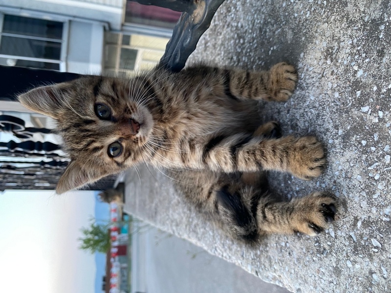 Tekir Kedi, Kedi  Fino fotoğrafı