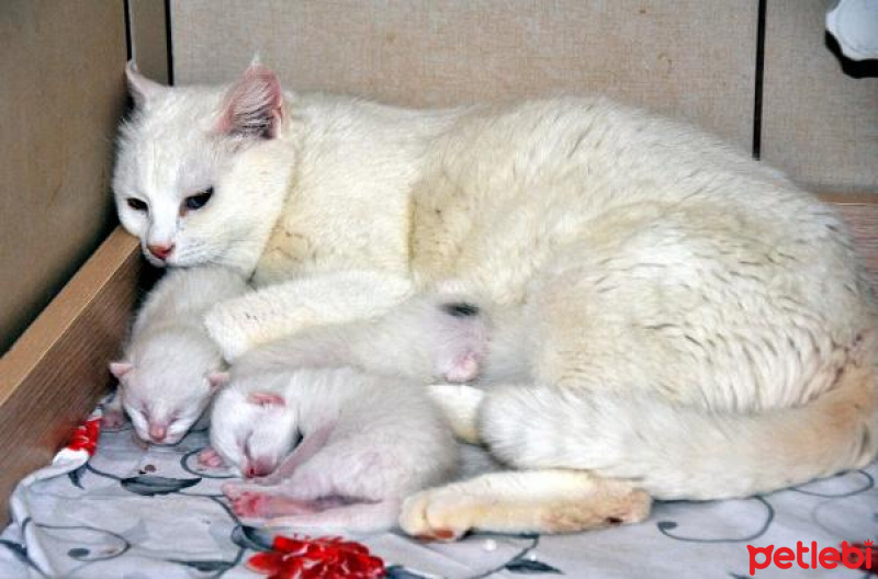 Van Kedisi, Kedi  korkusus fotoğrafı