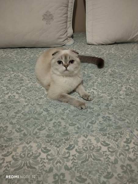 Scottish Fold, Kedi  Yuki fotoğrafı
