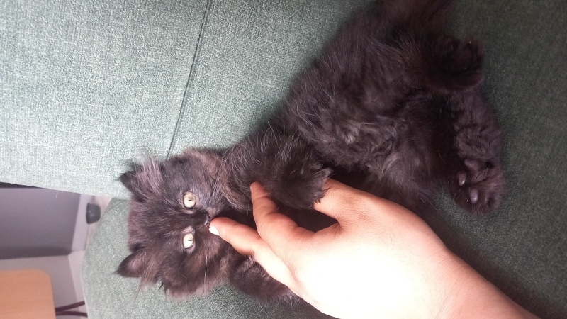 British Longhair, Kedi  Gece fotoğrafı