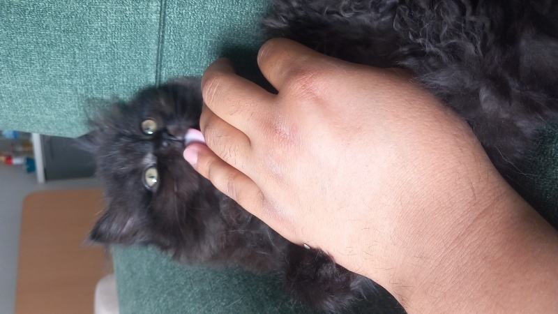 British Longhair, Kedi  Gece fotoğrafı