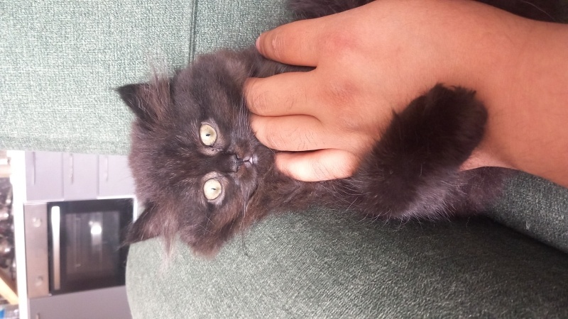British Longhair, Kedi  Gece fotoğrafı