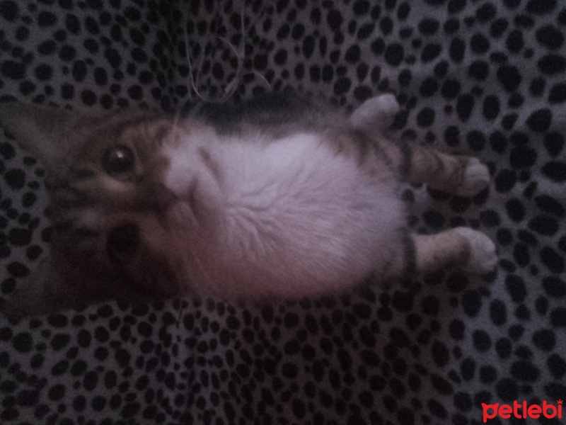 Birman, Kedi  Şeker  fotoğrafı