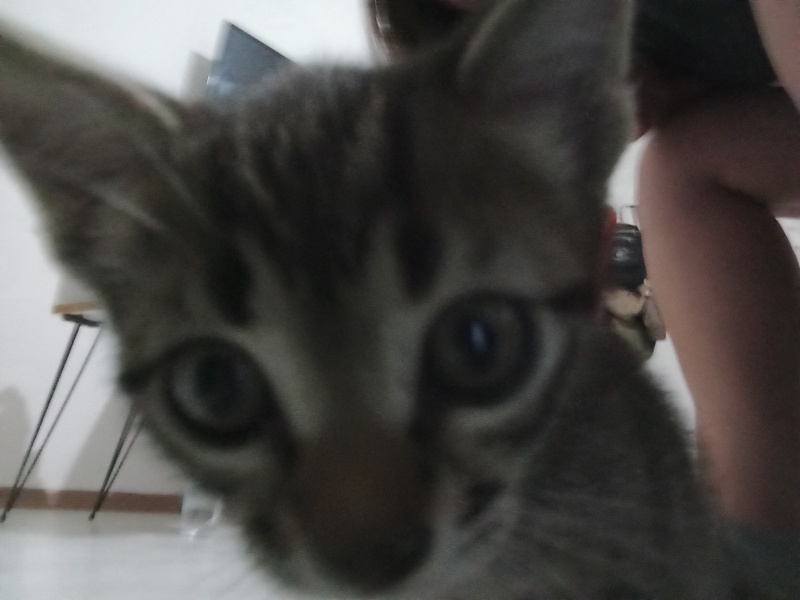 Tekir Kedi, Kedi  Khajiit fotoğrafı