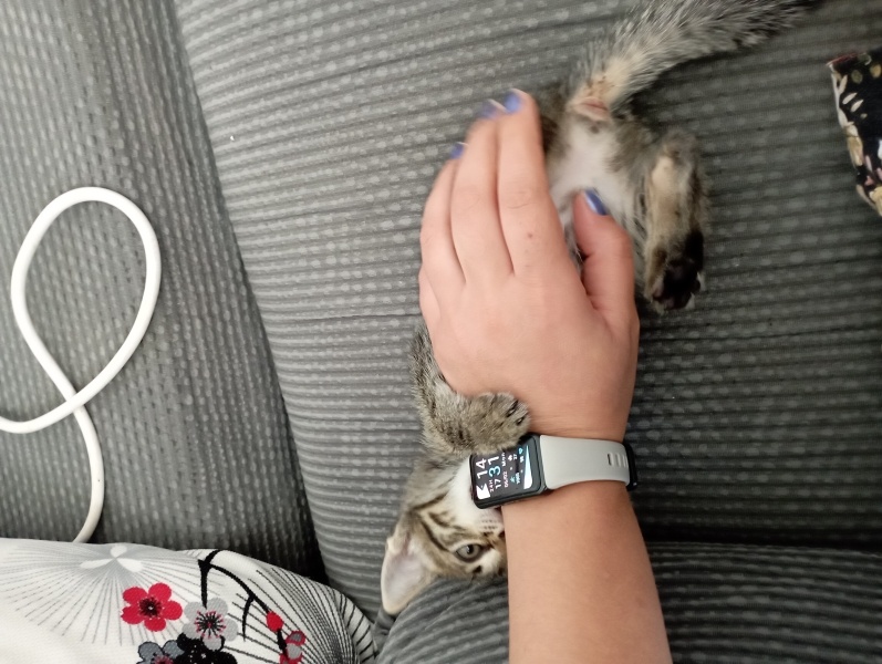 Tekir Kedi, Kedi  Khajiit fotoğrafı