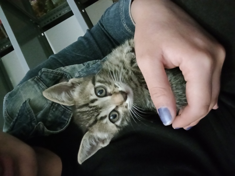 Tekir Kedi, Kedi  Khajiit fotoğrafı