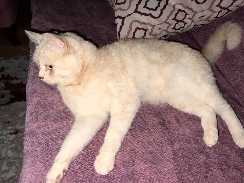 British Shorthair, Kedi  Tarçın fotoğrafı