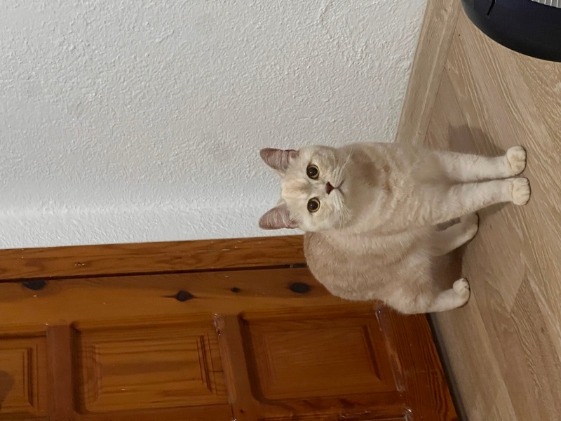 British Shorthair, Kedi  Tarçın fotoğrafı