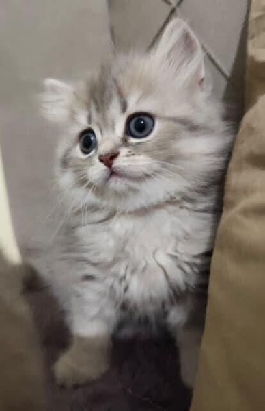 British Shorthair, Kedi  Yok fotoğrafı