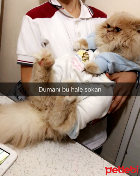 İran Kedisi (Persian), Kedi  Duman fotoğrafı