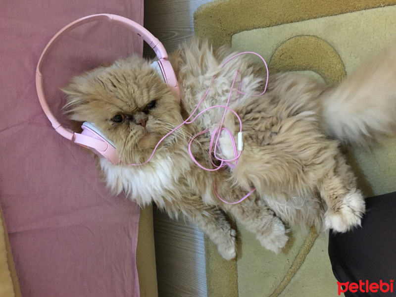 İran Kedisi (Persian), Kedi  Duman fotoğrafı