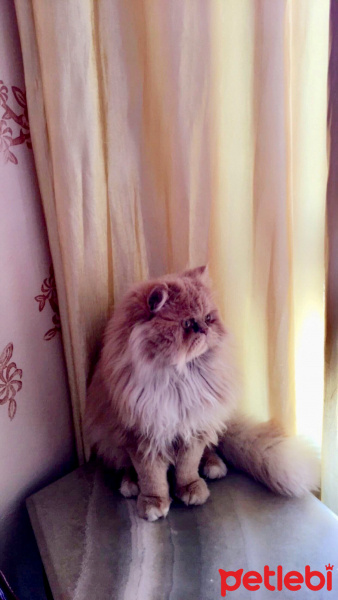 İran Kedisi (Persian), Kedi  Duman fotoğrafı