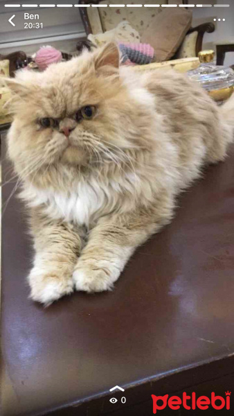 İran Kedisi (Persian), Kedi  Duman fotoğrafı