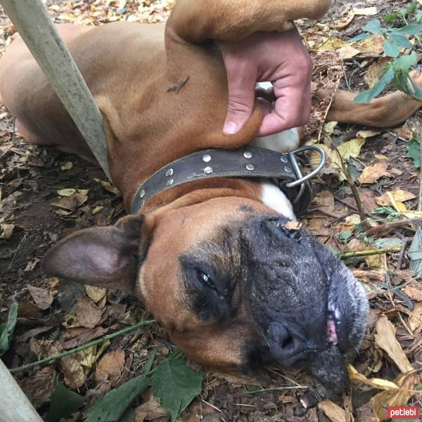 Boxer, Köpek  Zeus fotoğrafı