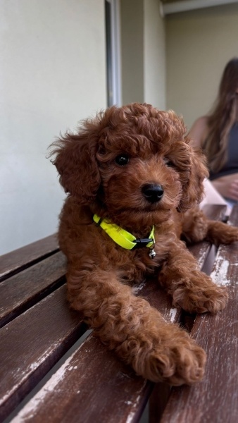 Poodle(Standart Kaniş), Köpek  LEO fotoğrafı