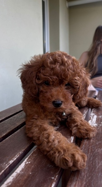 Poodle(Standart Kaniş), Köpek  LEO fotoğrafı