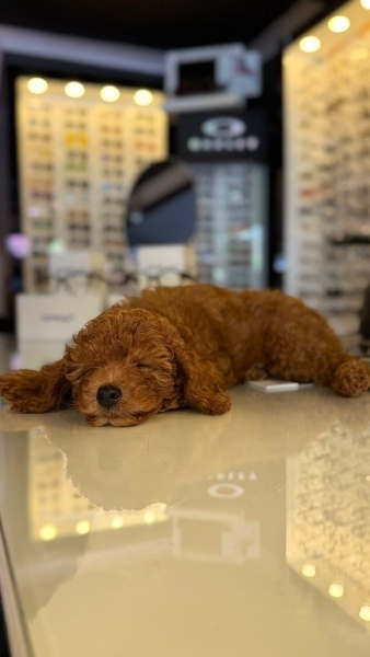 Poodle(Standart Kaniş), Köpek  LEO fotoğrafı