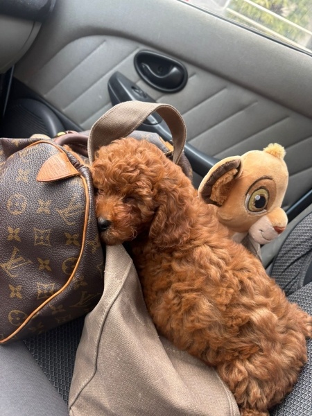 Poodle(Standart Kaniş), Köpek  LEO fotoğrafı