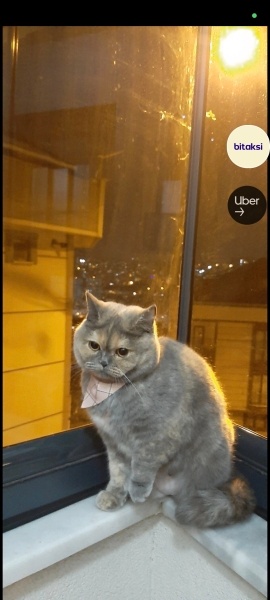 British Longhair, Kedi  HÜRREM fotoğrafı