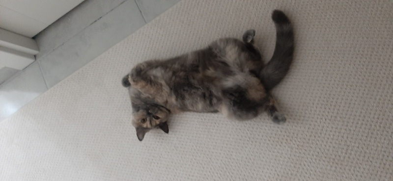 British Longhair, Kedi  HÜRREM fotoğrafı