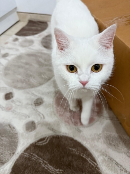 British Shorthair, Kedi  Mia fotoğrafı