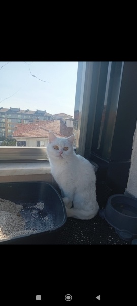 British Shorthair, Kedi  Umut fotoğrafı