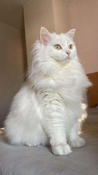 Ankara Kedisi, Kedi  lucy fotoğrafı