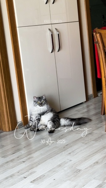 British Longhair, Kedi  tom fotoğrafı