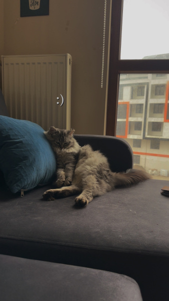 British Longhair, Kedi  tom fotoğrafı