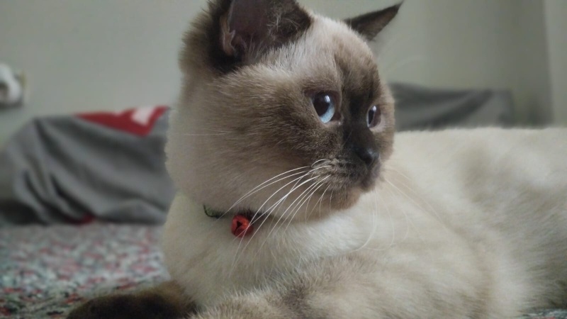 British Shorthair, Kedi  Toprak fotoğrafı
