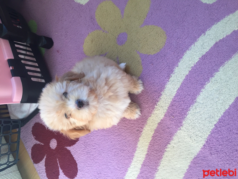 Maltese, Köpek  Nazlı fotoğrafı
