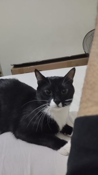 Tuxedo (Smokin) Kedi, Kedi  Bal fotoğrafı