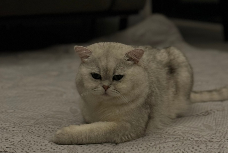 British Shorthair, Kedi  köfte fotoğrafı