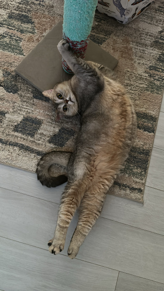 British Shorthair, Kedi  Fındık fotoğrafı