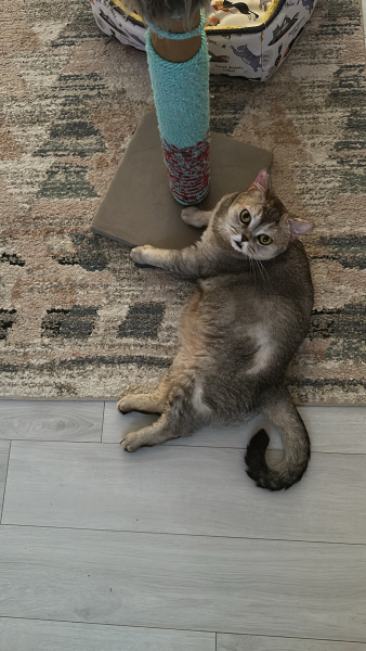 British Shorthair, Kedi  Fındık fotoğrafı
