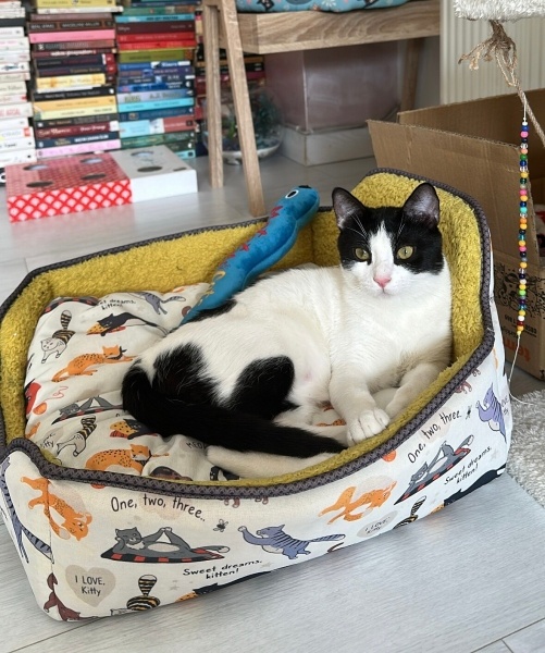 Tekir Kedi, Kedi  Kaju fotoğrafı