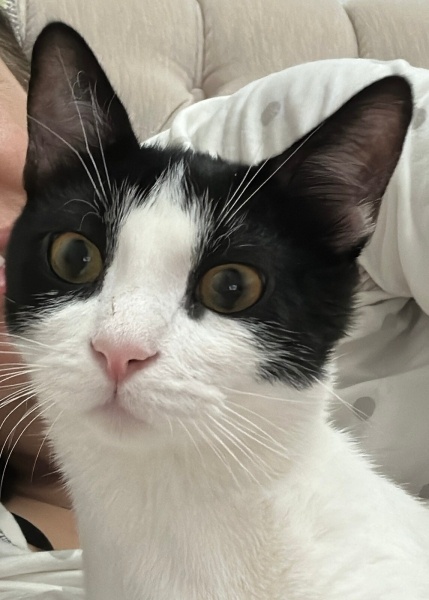 Tekir Kedi, Kedi  Kaju fotoğrafı