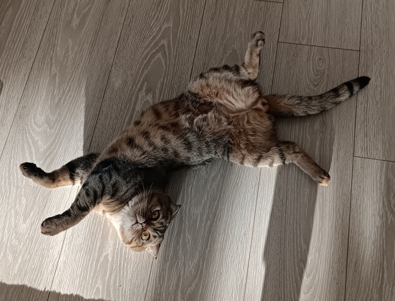 British Shorthair, Kedi  mila fotoğrafı